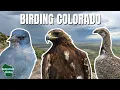 Download Lagu Our First Day Birding in Colorado Was Absolutely Wild!