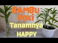 Download Lagu Cara Memperbanyak Si Cantik Bambu Hoki, Pakai Media Air atau Tanah Sama-sama Oke