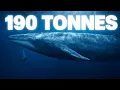 Are Blue Whales Really Gentle Giants