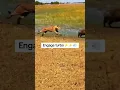 Download Lagu Imagine a kasongo with a tube engine #warthogs #savannahwildlife