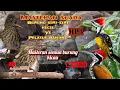 Download Lagu MASTERAN BURUNG Siri-siri Kecil vs Platuk Bawang #masteransemuaburung #masteranhandal #burunggacor