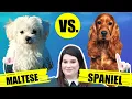 MALTESE VS COCKER SPANIEL