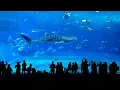 Georgia Aquarium Military Discount