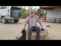 Dutch Shepherd Runt Of The Litter