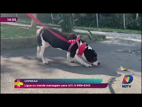 Me Adota: Ver Mais incentiva a adoção responsável