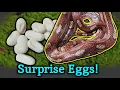 This Snake was Dropped off And then Laid Eggs