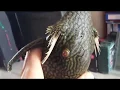 Panaque L330 Watermelon Pleco XL