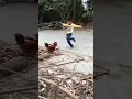 Download Lagu Ayam Vs Bocil #funnyanimals #videoshort #funnyshorts #funnyvideo