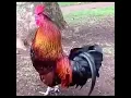 Download Lagu Vidio Ayam berkokok versi nada jadul