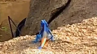السحليه الزرقاء Blue Lizard 