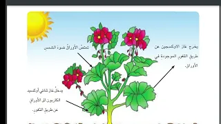 علوم الصف الثالث ابتدائي البناء الضوئي صفحة 34 