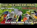 Lagu Suara Pikat Burcil Ribut Viral 2025 || Suara Pikat Sogon || Suara Pikat Ampuh Anti Zonk Terbaru