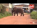 Download Lagu Bobo Dioulasso :un éléphant  abattu par un Dozo