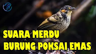 suara masteran burung poksay vietnam gacor
