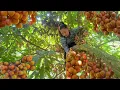 Download Lagu Climb tall trees to pick wild strawberries to sell to villagers - Quick lunch