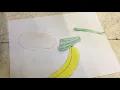 Columbian Exchange Common Craft 2nd Bell - Stark