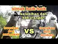 Lagu kelebihan dan kekurangan trucukan dari ombyokan dan trucukan dari anakan