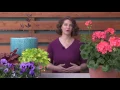 How to Care for Annual Flower Pots