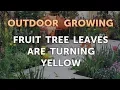Fruit Tree Leaves Are Turning Yellow