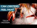 Why Do We Boil Lobsters Alive