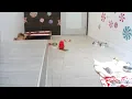 Holiday Puppy Cam Live from the San Francisco SPCA