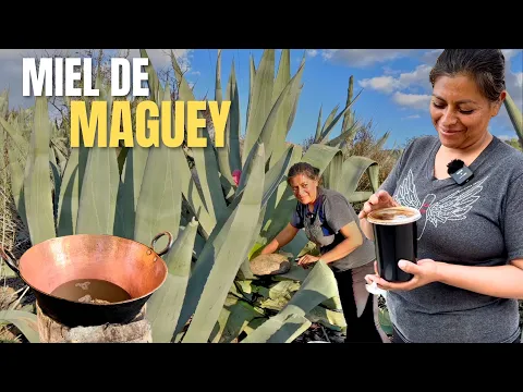 Download MP3 ASÍ SE EXTRAE EL AGUAMIEL Y MIEL DE MAGUEY