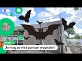 Download Lagu Kinderen uit school gejaagd door vleermuizen
