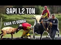 Download Lagu SAPI 1 TON LEBIH 🔥 #emak #emakgila