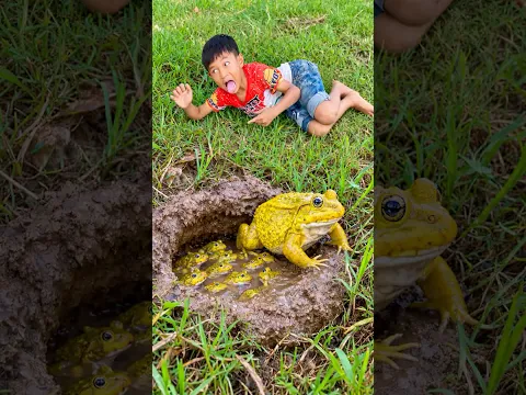 Survival Skills: SIMPLE and USEFUL with Big Frog trapping tool #survival #bushcraft #fishing