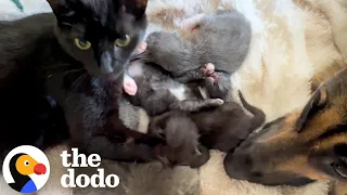 Feral Mama Cat Finds The Sweetest Nanny For Her Kittens | The Dodo
