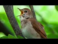 Download Lagu Nachtigall  Gesang 🎵 Kleiner Vogel, gewaltige Stimme 🎵 Vogelstimmen: So singt die Nachtigall