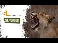Lagu SafariLIVE Sunrise - 04 February 2026