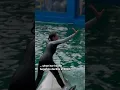 Download Lagu After a half-century in captivity, could Tokitae the orca finally be free? #lolita #miamiseaquarium