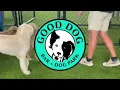 Good Dog Birmingham Promo