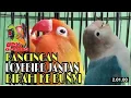 Masteran Pancingan Lovebird jantan Birahi Ke bunyi