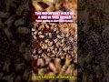 Download Lagu THE IMPORTANT ROLE OF A BEE IN THIS WORLD #lebah #bee #forest #animals #nature #sains #inspiration