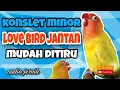 Download Lagu Masteran konslet love bird jantan minor - audio jernih