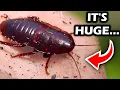 GIANT PALMETTO BUGS In Florida Are They DANGEROUS - The Florida Woods Cockroach