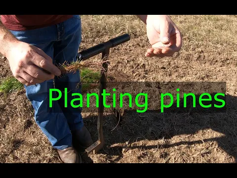Download MP3 Ep #48 Planting pine trees!