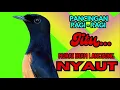 Download Lagu PANCINGAN PAGI-PAGI AGAR MURAI GACOR❗❗ MURAI DIAM PASTI NYAUT EMOSI❗❗❗