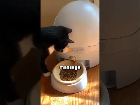 This Cat Has a Secret Button!?😱