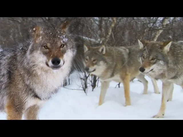 Download MP3 Meeting a Wolf Pack | Deadly 60 | Earth Unplugged