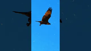 على الصقر لا تقرب ابعد يا غراب اغنية اغاني فخر العرب الصقر صقر محمد عساف Foryou اكسبلور Fyp 