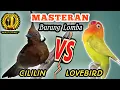 Download Lagu CILILIN VS LOVEBIRD - Materi Masteran Paling Di Sukai Para Kicau Maniaa .....