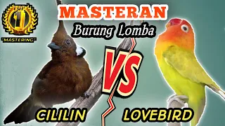 cililin vs lovebird materi masteran paling di sukai para kicau maniaa 