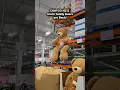 Costco New Zealand s Giant Teddy Bears are back but cost an eye watering 499 99