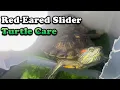 Red Eared Slider Turtle Care Everything you need to know