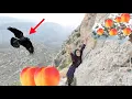Download Lagu Nomadic woman risks her life to pick peaches in the Zagros cliffs of Iran
