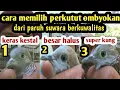Download Lagu Cara memilih perkutut suwaranya kung bagus dari ombyokan berkuwalitas