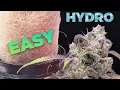 How to HYDRO EASY - COMPLETE GROW GUIDE Cannabis Weed Hydroponic DWC
